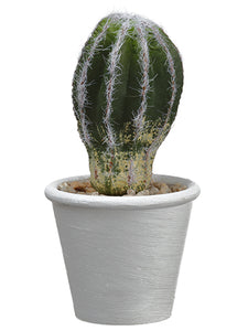 7" Hedgehog Cactus in Paper Mache Pot Green (pack of 12)