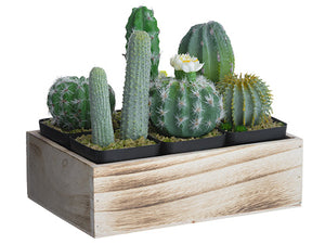 8.25" Cactus in Plastic Pot x6 With Wood Tray Green (pack of 2)