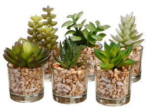 3-4" Succulent in Glass Vase Assortment (6 ea/set) Two Tone Green (pack of 4)