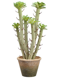 17.25" Madagascar Cactus in Paper Mache Pot Green (pack of 4)