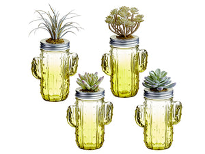 7.5"H-8"H Succulent on Cactus Glass Jar Assortment (4 ea/set) Two Tone Green (pack of 4)