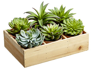 4.5"-6.5"H Potted Succulent (6 Styles/Wood box) Two Tone Green (pack of 2)