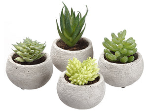 3.5"H Assorted Succulent in Cement Pot (4 ea/set) Two Tone Green (pack of 3)