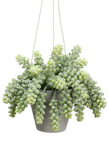 7" Sedum Bush in Pot with Hanger Frosted Green (pack of 6)