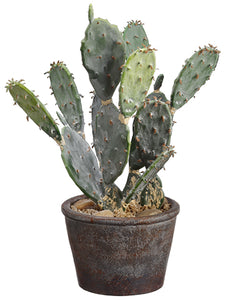 12.5" Bunny Ear Cactus in Paper Mache Pot Green (pack of 6)