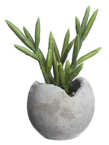 8" Senecio Cactus in Cement Pot Green (pack of 4)