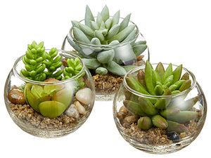 3" Mini Succulent in Glass Vase (3 ea/set) Two Tone Green (pack of 2)