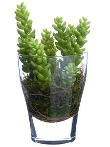 7" Sedum in Glass Vase  Green (pack of 4)