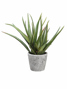 15.5" Aloe in Cement Pot  Green (pack of 1)