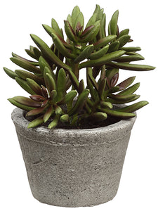 5" Spike Aeonium in Clay Pot  Green Burgundy (pack of 6)