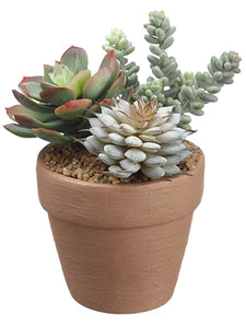 5.5" Succulent in Pot  Green Burgundy (pack of 4)