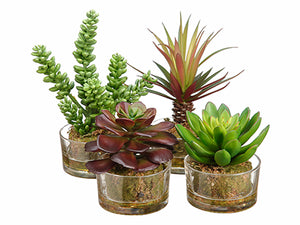 4.5"-8" Succulent Garden in Glass Vase (4 Styles/Assorted) Assortment (pack of 4)