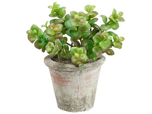 7.5" Jade Plant in Clay Pot  Green Burgundy (pack of 6)