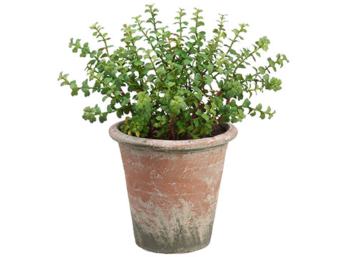 clay pot for jade plant 12.5" Jade Plant in Clay Pot Green (pack of 1) – All Nations Flower