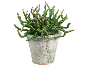 6.5" Worm Succulent in Clay Pot Green (pack of 6)