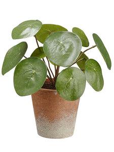 9.5" Watercress Plant in Paper Mache Pot Green (pack of 12)