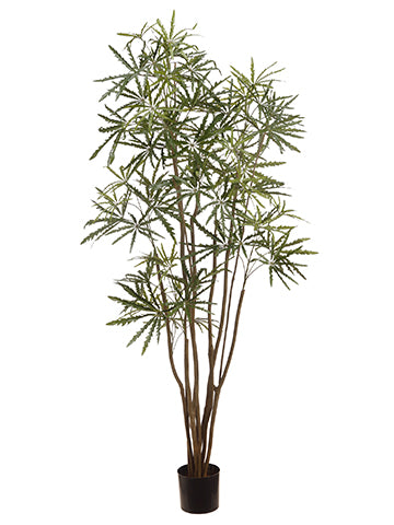 6' Aralia Tree in Plastic Nursery Pot Green (pack of 2)