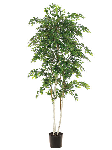 7' Sherman Birch Tree with 2748 Leaves in Pot Green (pack of 2)