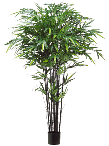 6' Tropical Black Bamboo Tree w/1664 Leaves in Pot Green (pack of 2)