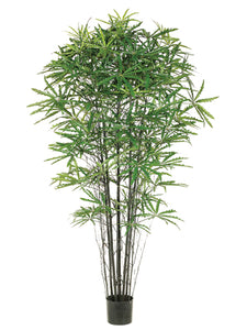 5' False Aralia Black Bamboo Tree with 1233 Leaves in Pot Two Tone Green (pack of 2)