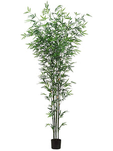 7' Bamboo Tree x7 in Pot  Green (pack of 2)