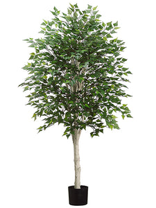 5' Birch Tree with 1638 Leaves in Pot Green (pack of 2)