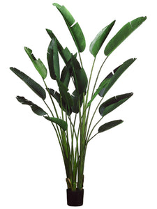 93" Bird of Paradise Plant with 18 Leaves in Plastic Pot Green (pack of 2)