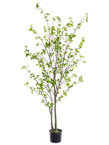 60" Cornus Tree in Nursery Pot  Green (pack of 2)