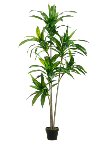 5.5' Exotic Dracaena Tree x3 Trunks with 6 Heads in Pot Green (pack of 2)