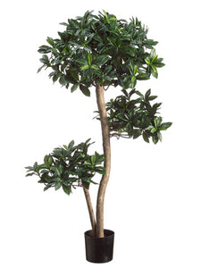 3' Euonymus Japonicus Tree in Plastic Pot Two Tone Green (pack of 2)