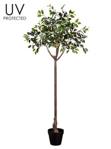 65" UV Protected Ficus Topiary in Plastic Pot Green (pack of 2)