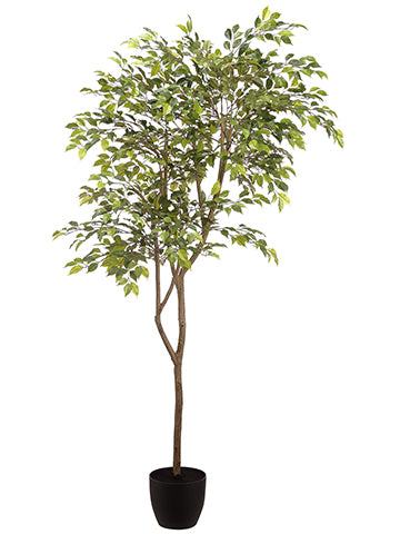 6' Mini Ficus Tree in Pot  Two Tone Green (pack of 2)