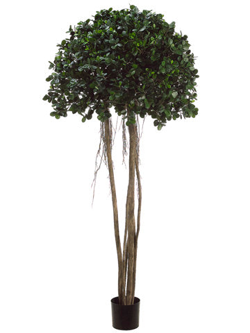 6' Ficus Panda Tree in Plastic Pot Green (pack of 2)