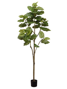 6' Ficus Umbellata Tree in Pot Green (pack of 2)