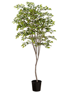 6' Mini Ficus 1480 leaves in Pot Two Tone Green (pack of 2)