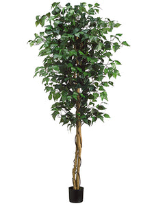5' Ficus Tree in Pot  Green (pack of 2)