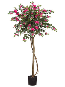 4.5" Bougainvillia Tree With 1194 Leaves in Plastic Nursery Pot Beauty Green (pack of 2)