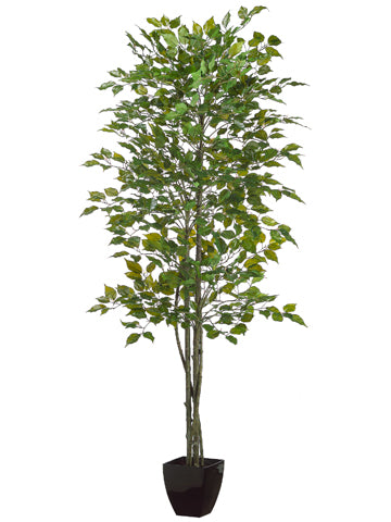 7' Ficus Tree in Black Square Plastic Pot Green (pack of 2)
