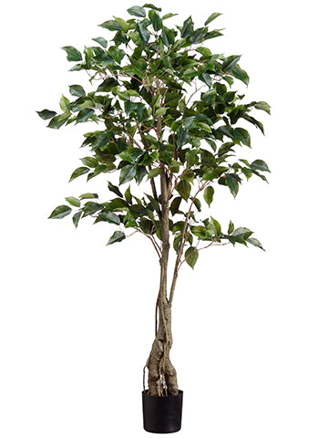 4' Ficus Tree w/456 Lvs. in Plastic Pot Green (pack of 2)