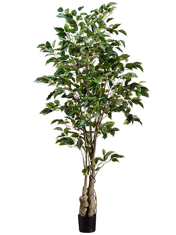 5' Ficus Tree w/859 Lvs. in Plastic Pot Green (pack of 4)