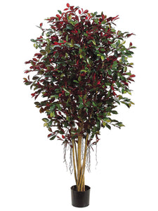 5' Ficus Retusa Full Tree w/2820 Leaves w/Air-Roots Green Red (pack of 2)