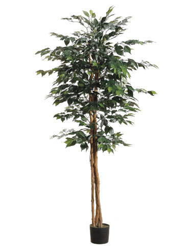 6' Ficus Tree with 1008 Leaves in Pot Green (pack of 2)
