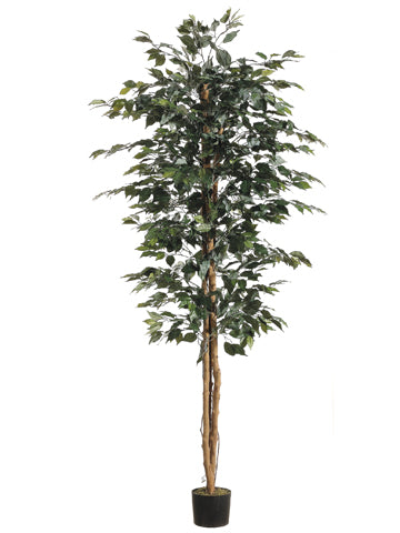 7' Ficus Tree with 1260 Leaves in Pot Green (pack of 2)