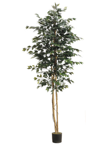 8' Ficus Tree w/1512 Leaves in Pot Green (pack of 2)