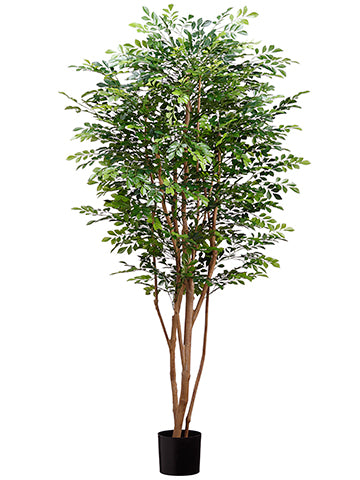 6'Huckleberry Tree in Pot with 5249 Leaves Green (pack of 2)