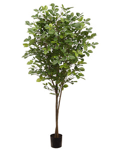 6' Hornbeam Tree With 1450 Leaves in Plastic Nursery Pot Green (pack of 2)