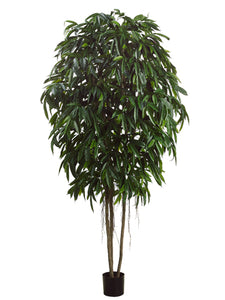 10' Longifolia Tree w/1900 Lvs. in Pot Green (pack of 1)