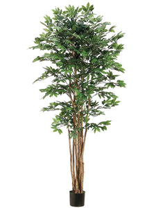 6' Pacific Lychee Tree w/2088 Leaves in Plastic Pot Green (pack of 2)