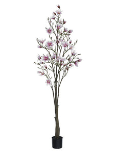 6.5' Magnolia Tree in Plastic Pot Soft Pink (pack of 1)