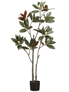 60" Magnolia Leaf Tree x2 in Pot Dark Green (pack of 2)